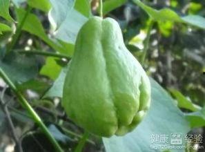 佛手瓜吃嫩苗,绿色健康的新食尚  第3张